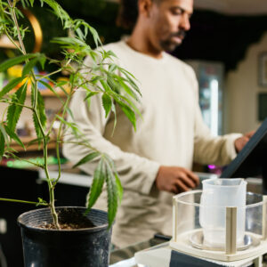 cannabis worker inside of retail store licensing solutions